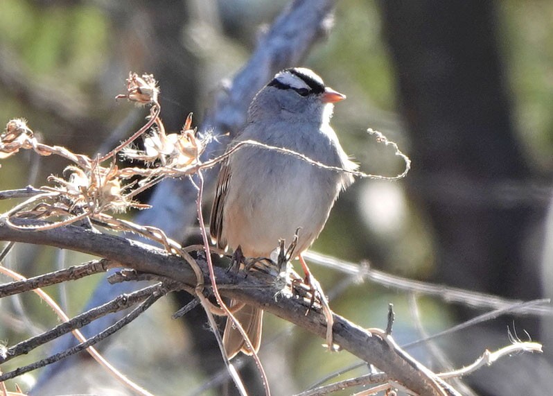 White-crowned Sparrow (Dark-lored) - ML646988486