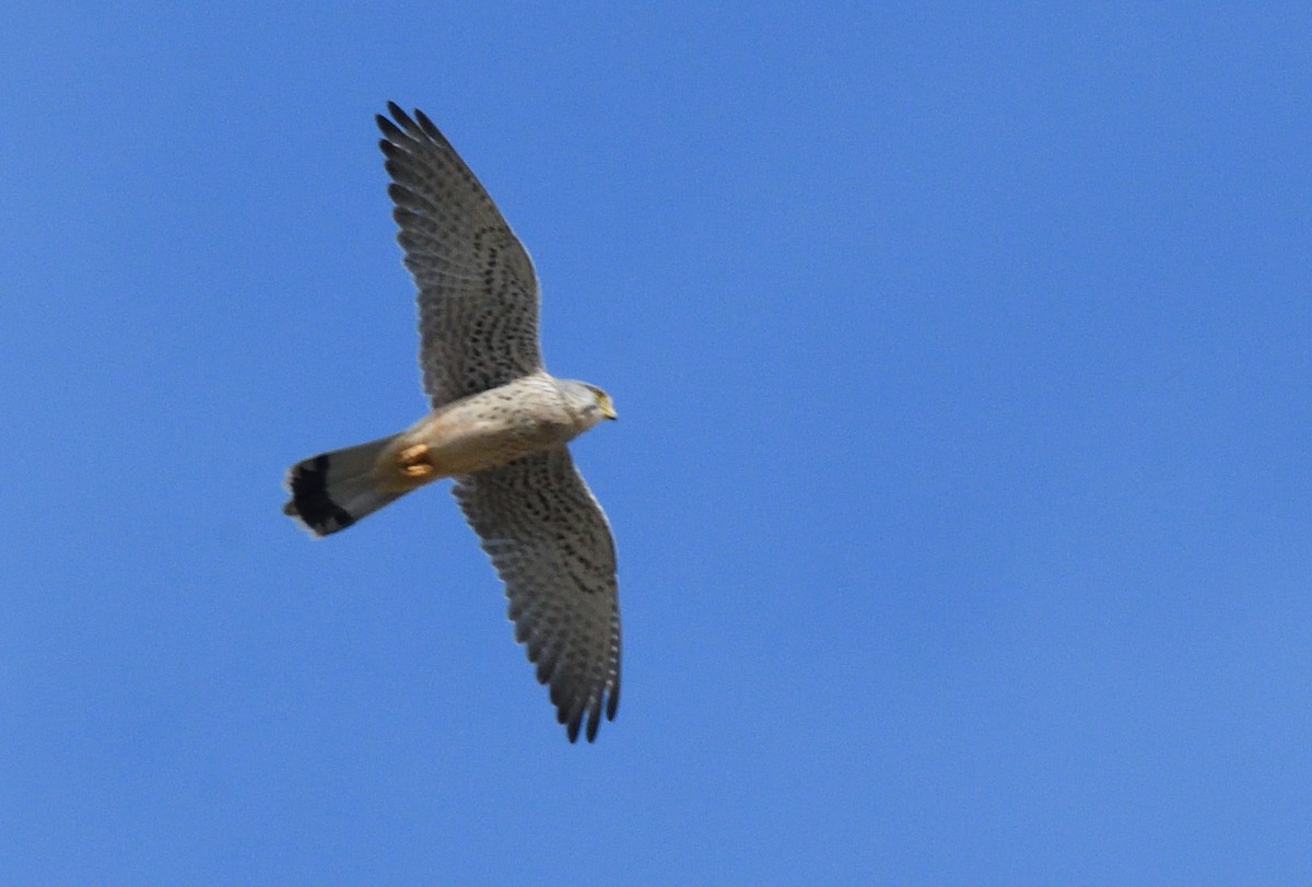 Eurasian Kestrel - ML646988489