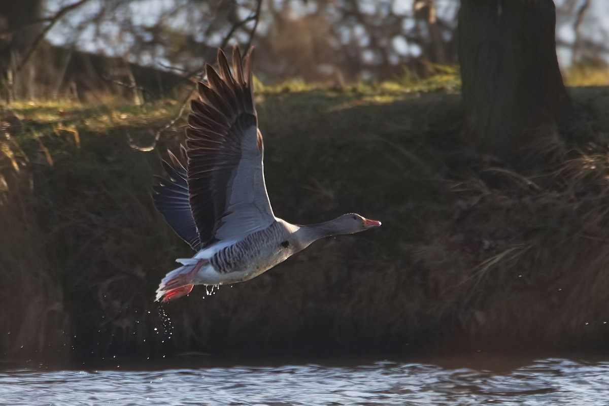 Серый гусь - ML646988490