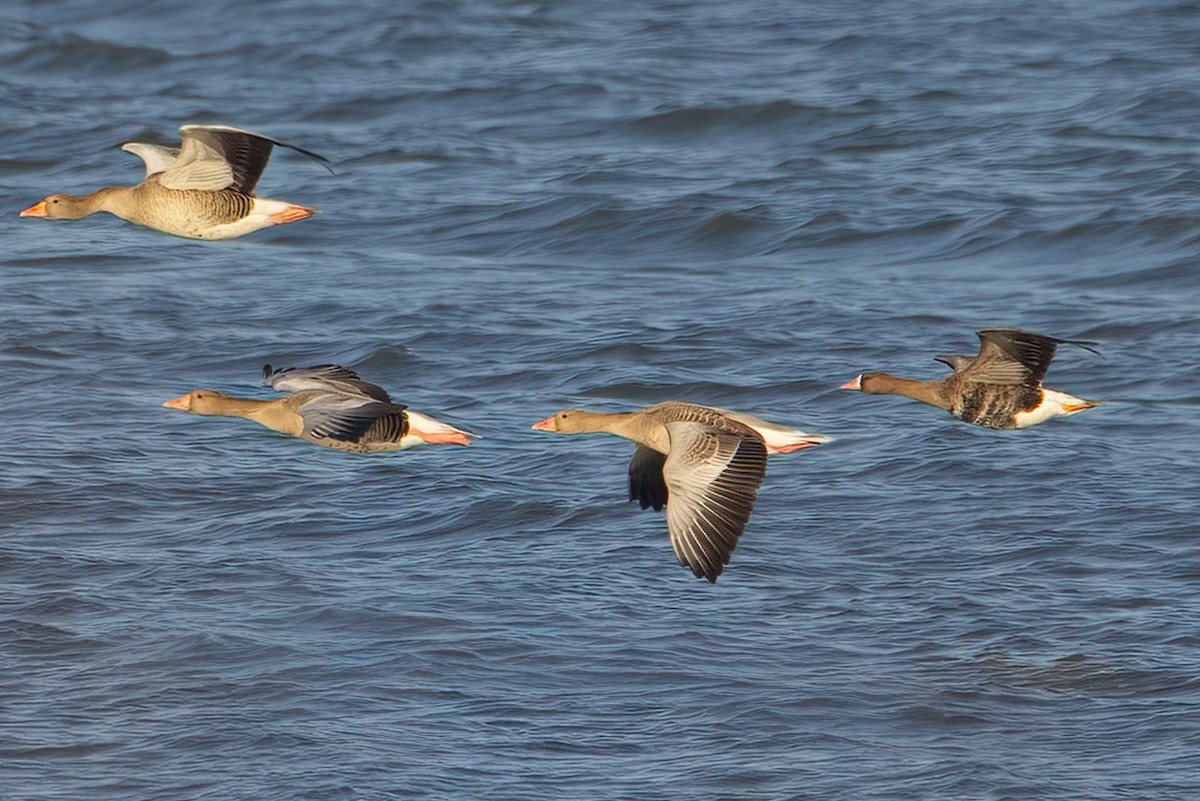 Серый гусь - ML646988491