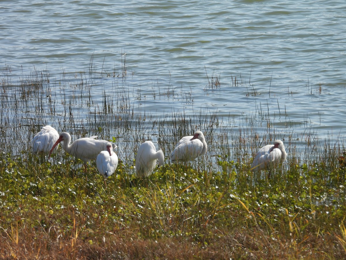 Corocoro Blanco - ML646988492