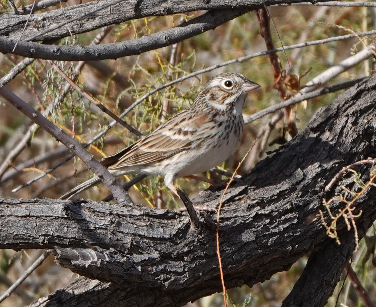 Vesper Sparrow - ML646988493