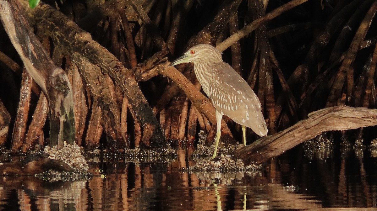 Amiltxori arrunta - ML646988494