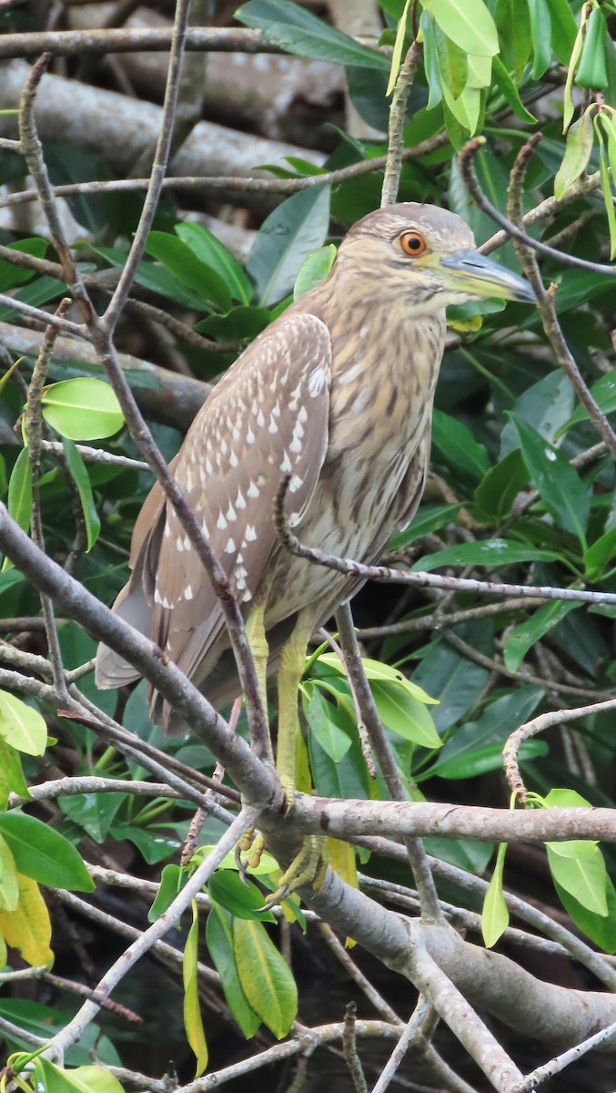 Amiltxori arrunta - ML646988495