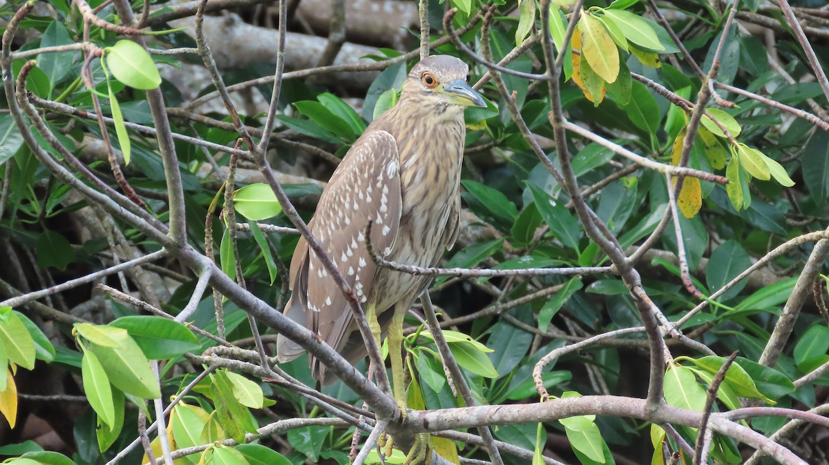 Amiltxori arrunta - ML646988497