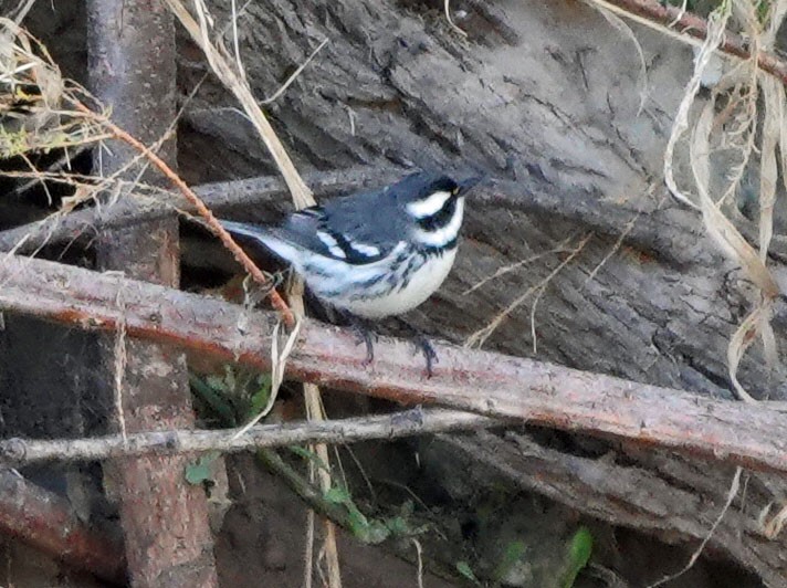 Trauerwaldsänger - ML646988505