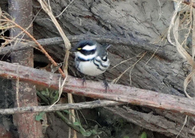 Trauerwaldsänger - ML646988506