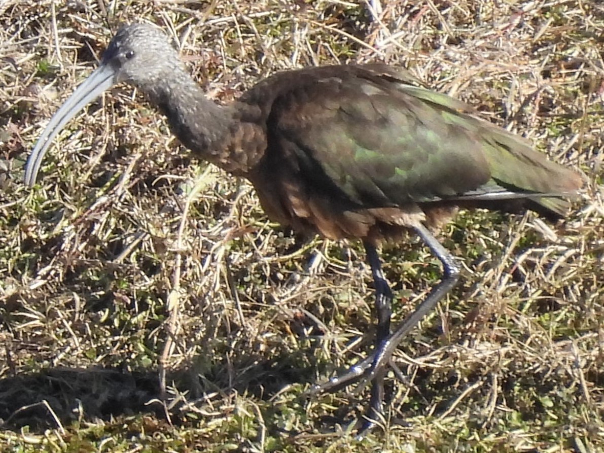 Morito Cariblanco - ML646988512