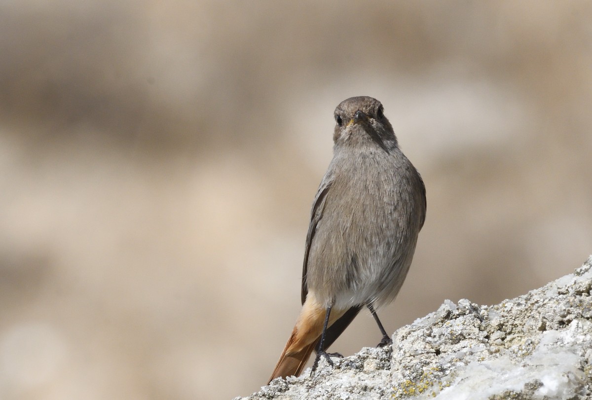 赭紅尾鴝 - ML646988517