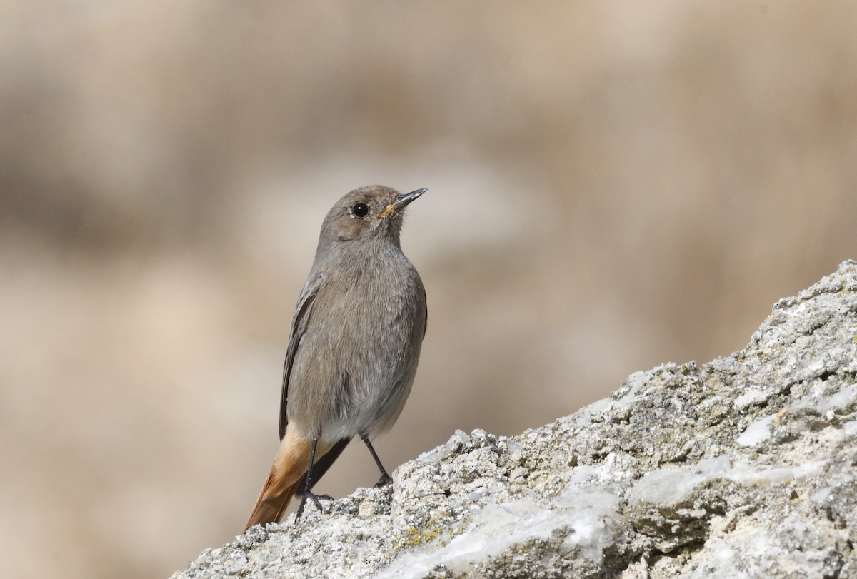 赭紅尾鴝 - ML646988518