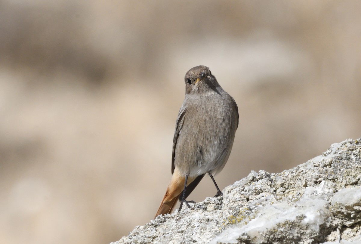 赭紅尾鴝 - ML646988519