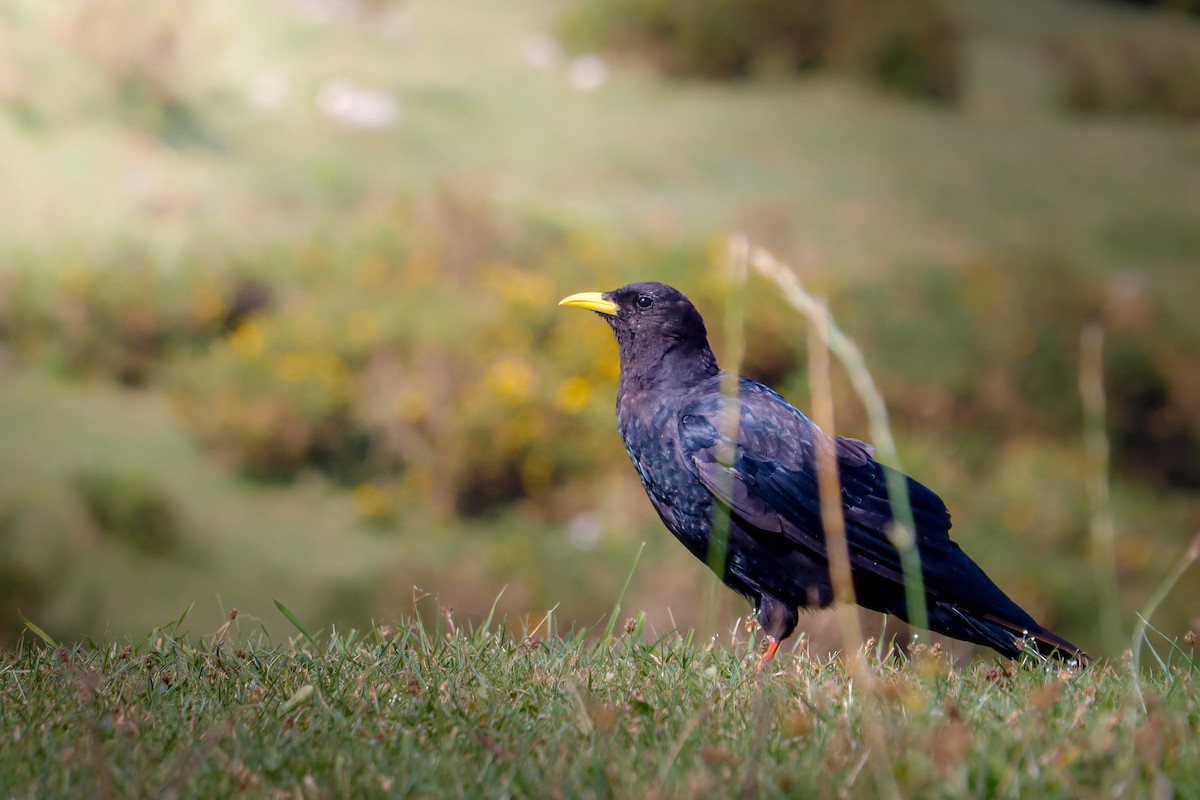 キバシガラス - ML646988520