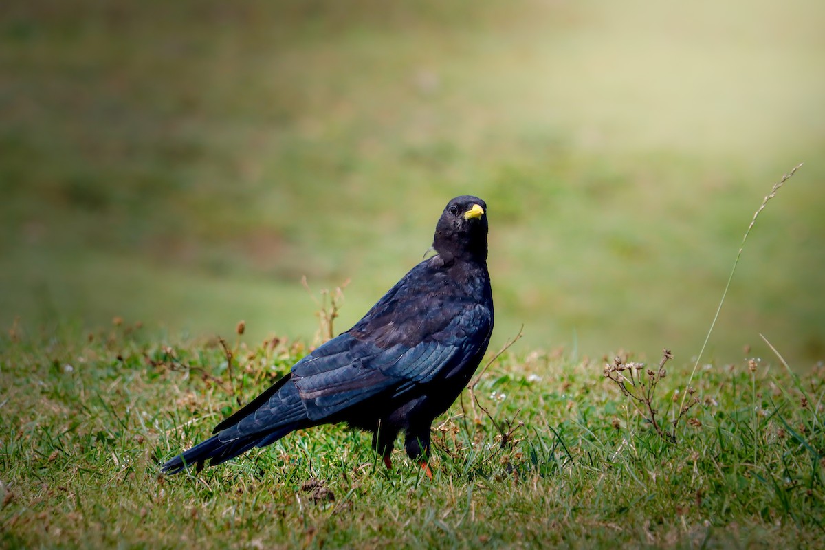 キバシガラス - ML646988521