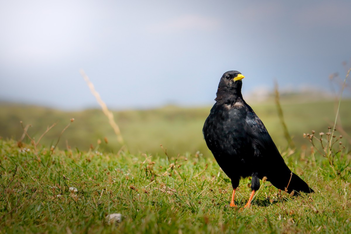 キバシガラス - ML646988522