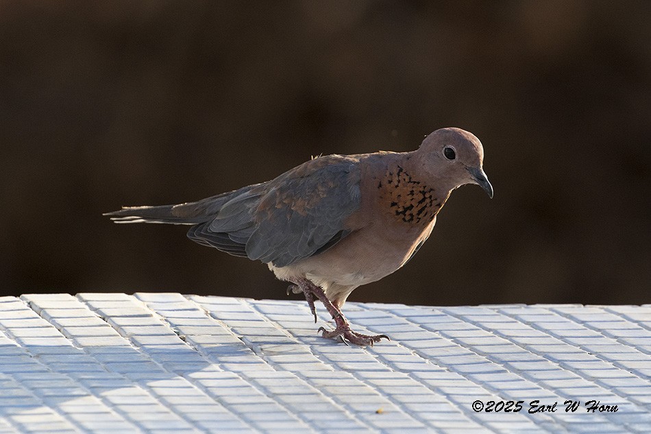 ワライバト - ML646988525