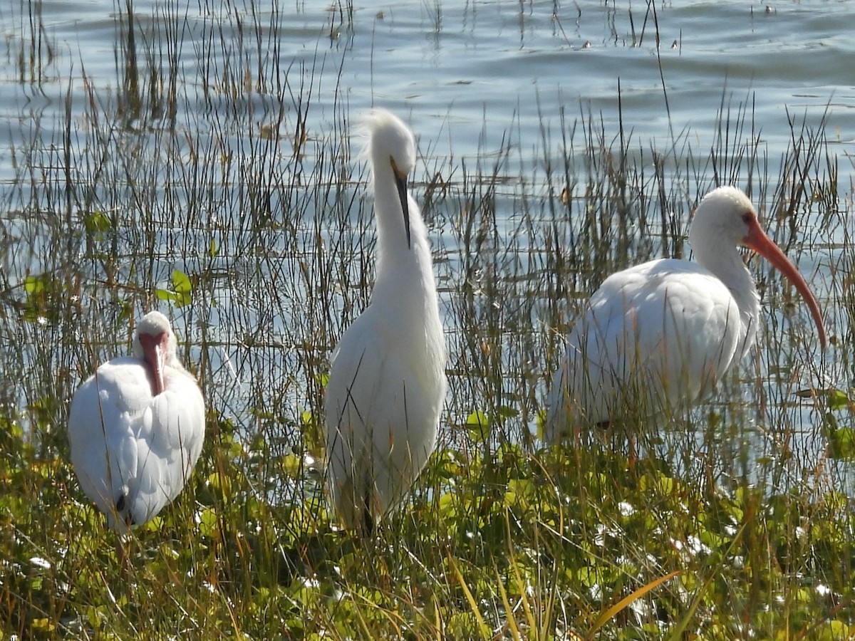 Garceta Nívea - ML646988526
