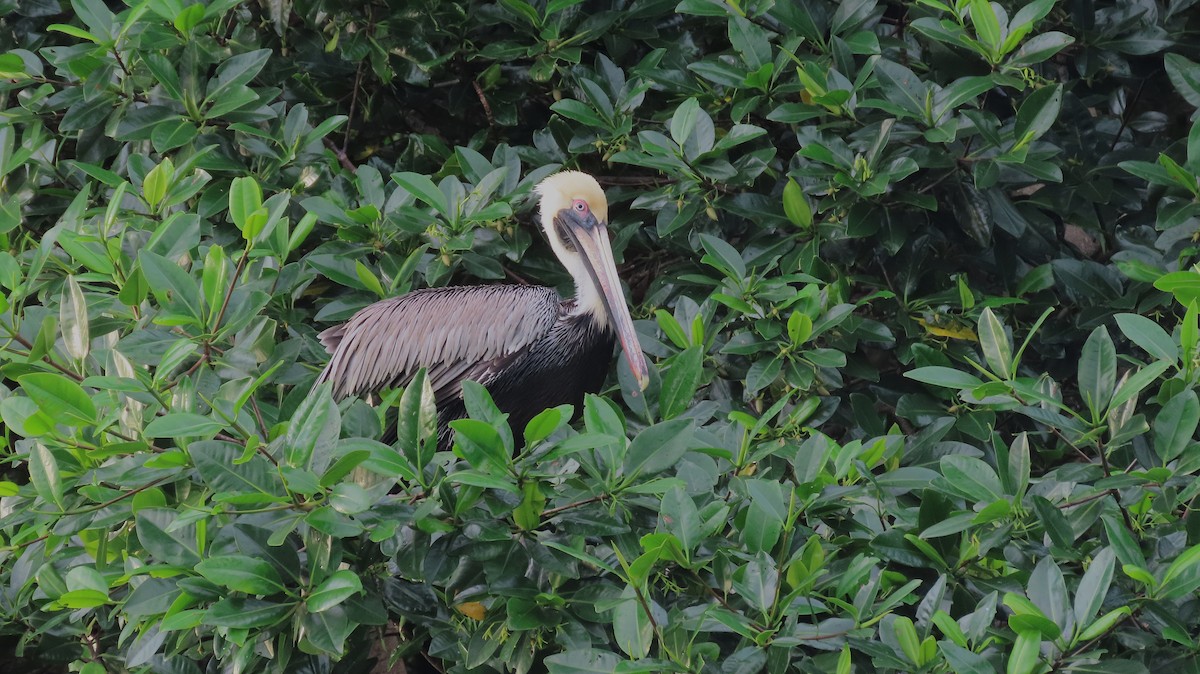 Pelikano arrea - ML646988528