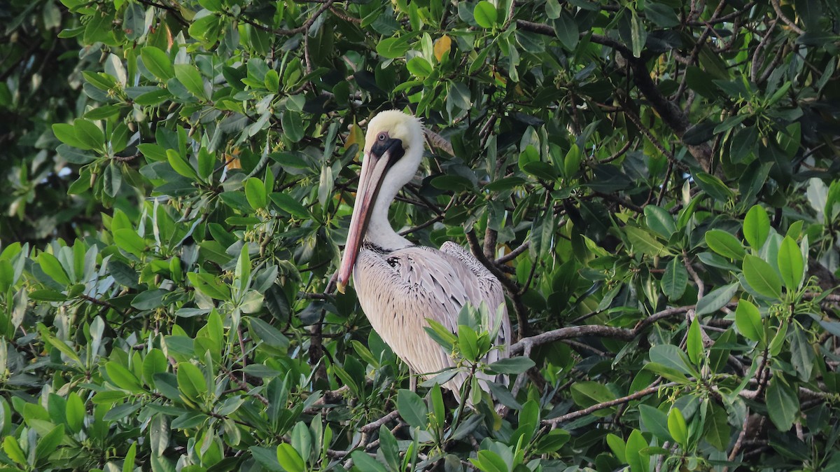 Pelikano arrea - ML646988529