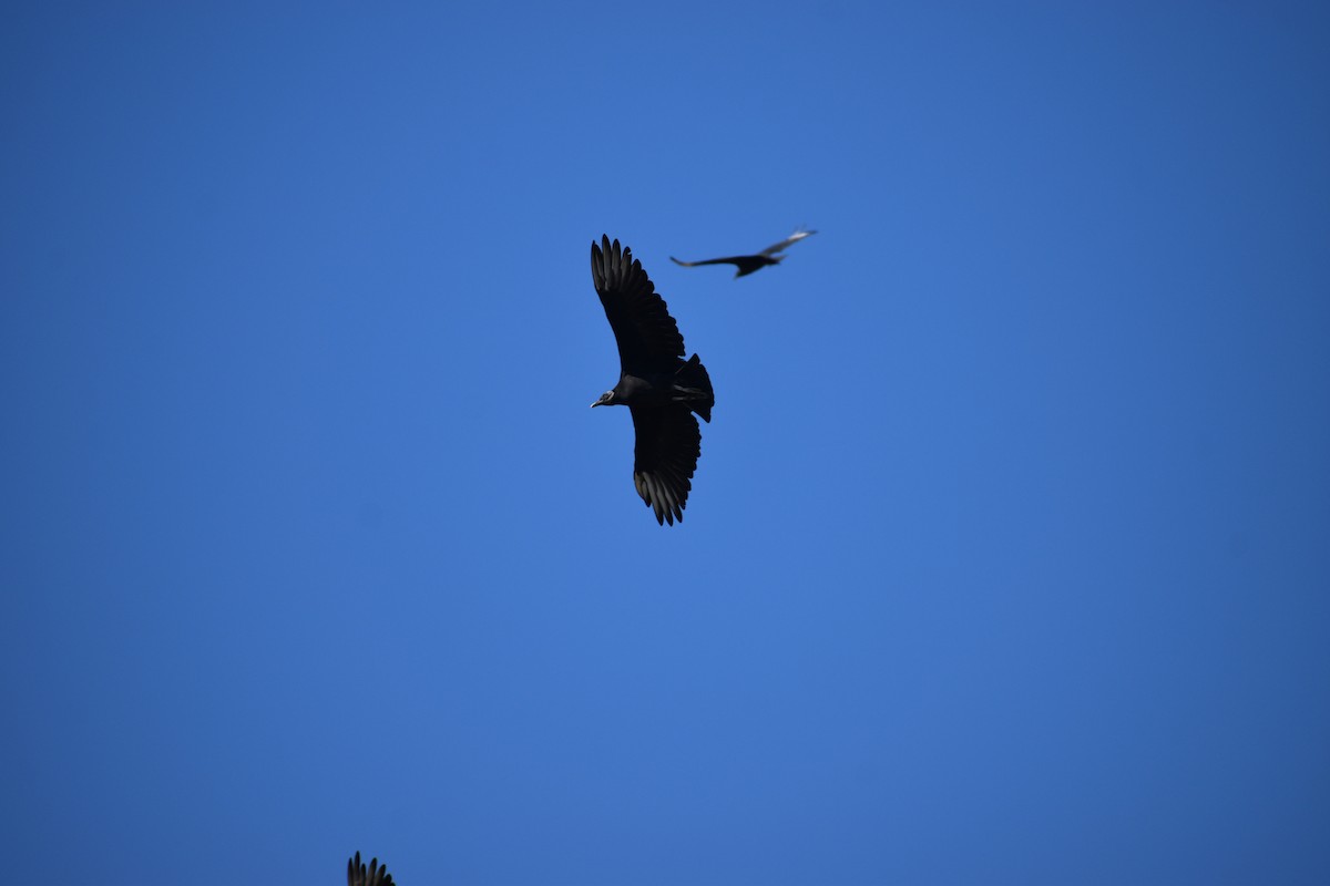 svartkondor - ML646988538