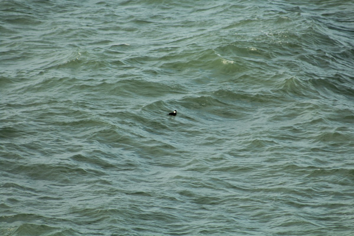 Yamalı Ördek - ML646988552