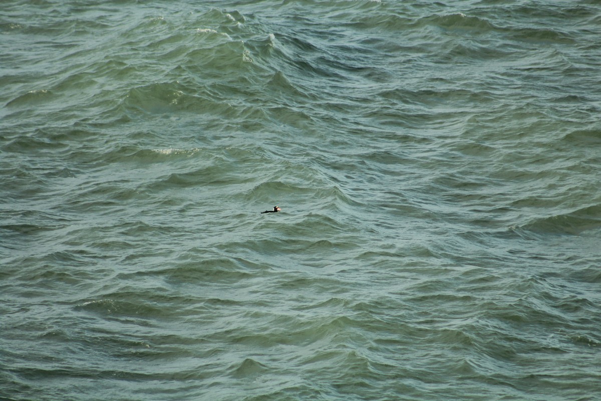 Yamalı Ördek - ML646988554