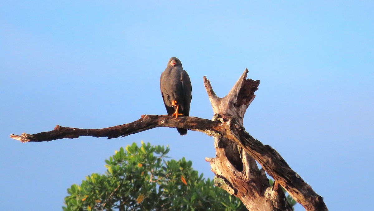 Common Black Hawk - ML646988555