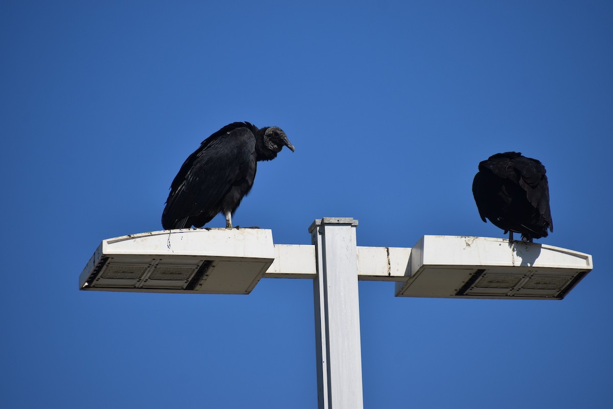 svartkondor - ML646988556