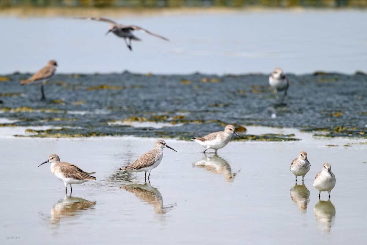 Piovanello comune - ML646988558