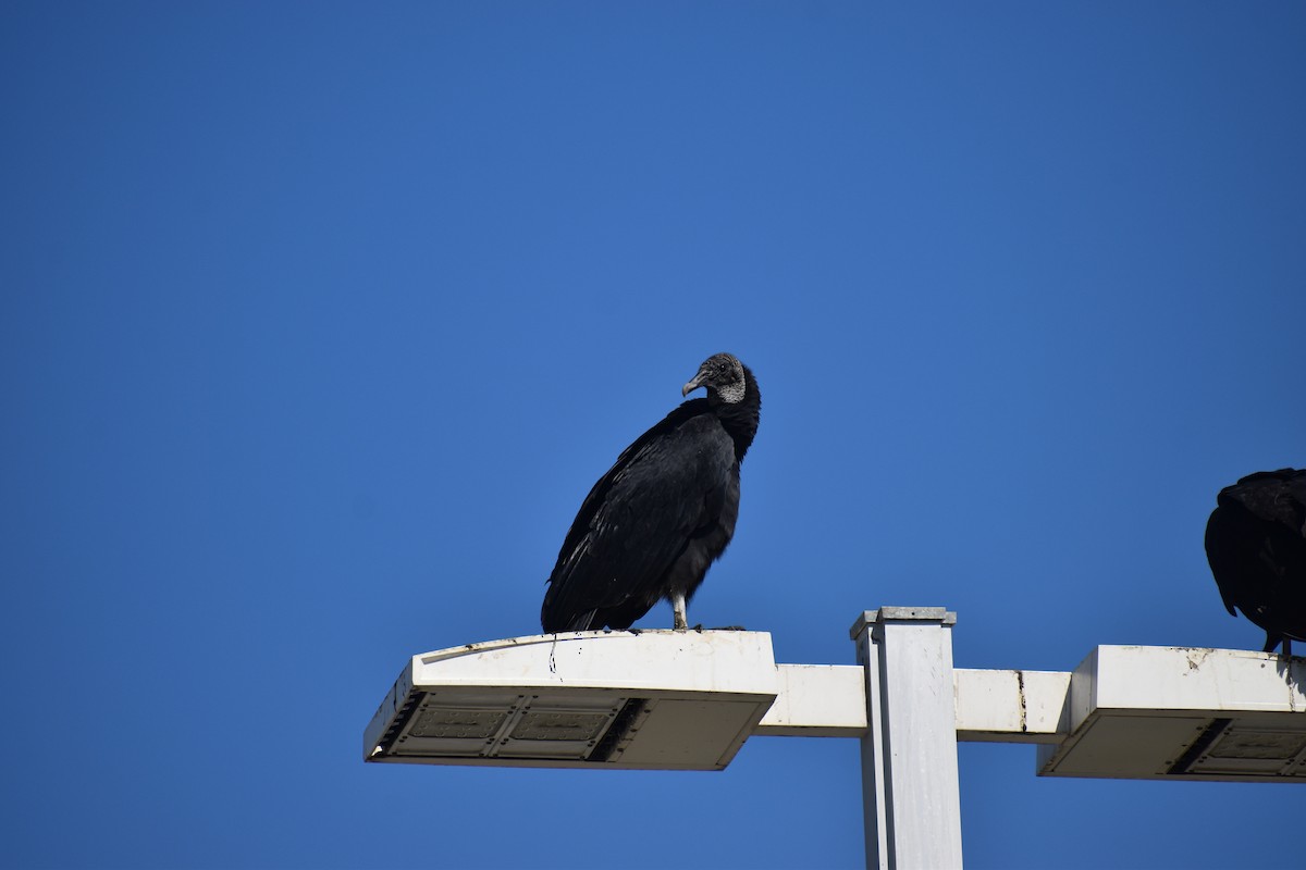 svartkondor - ML646988560