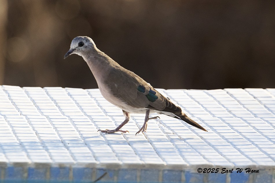 Emerald-spotted Wood-Dove - ML646988561