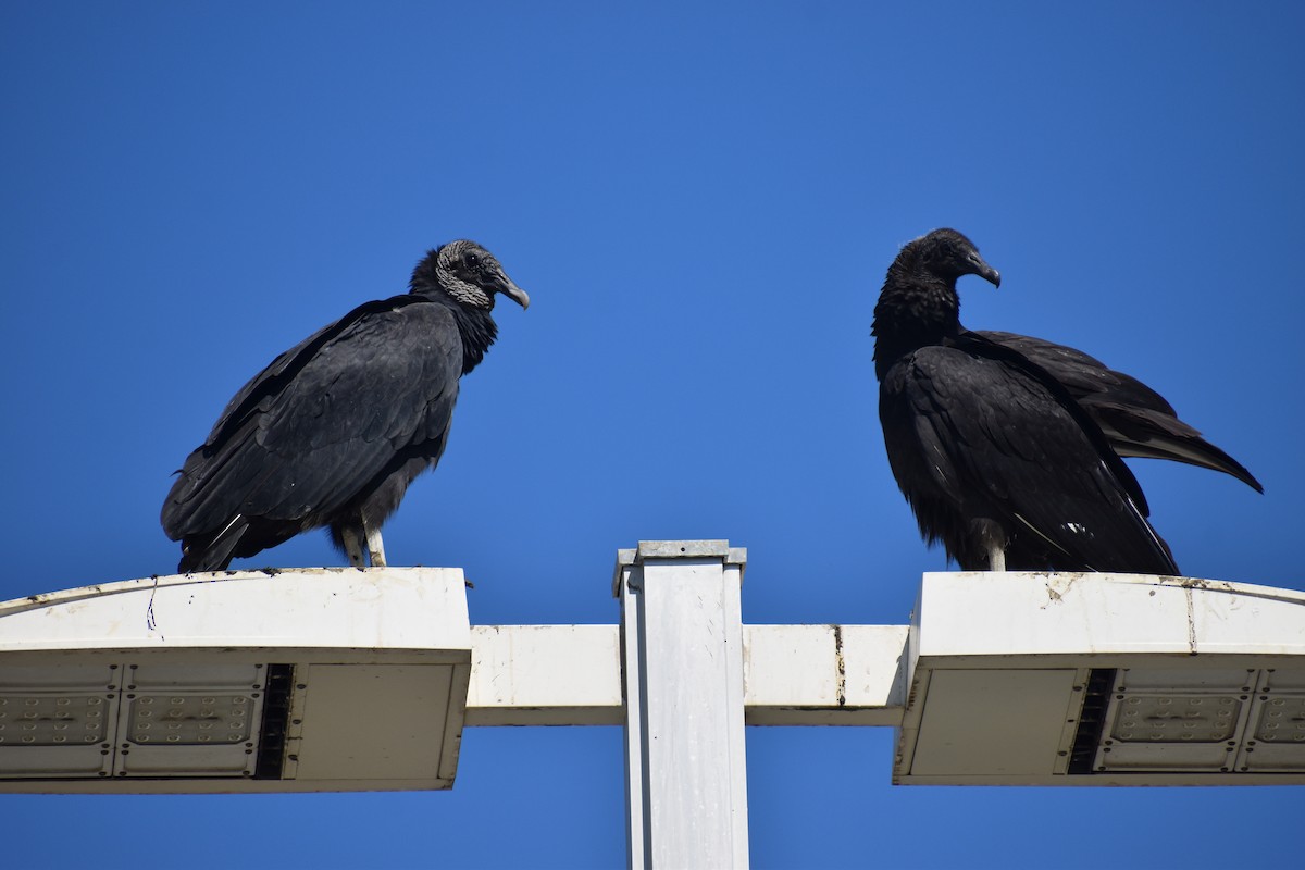 svartkondor - ML646988564