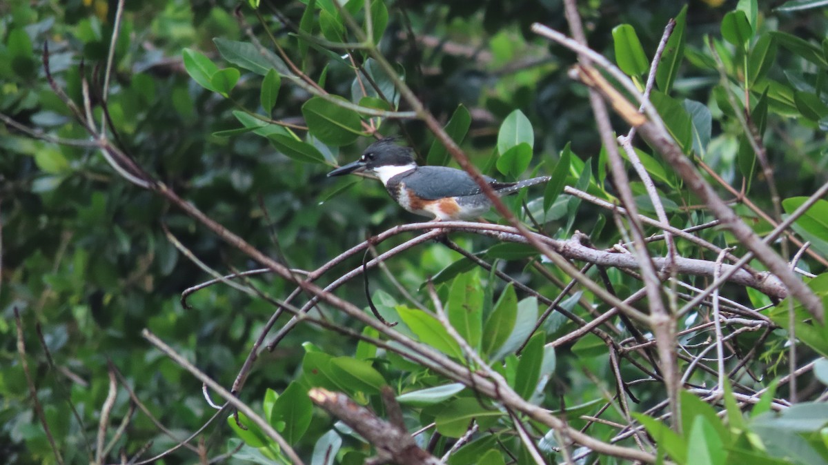 Martin handi iparramerikarra - ML646988568