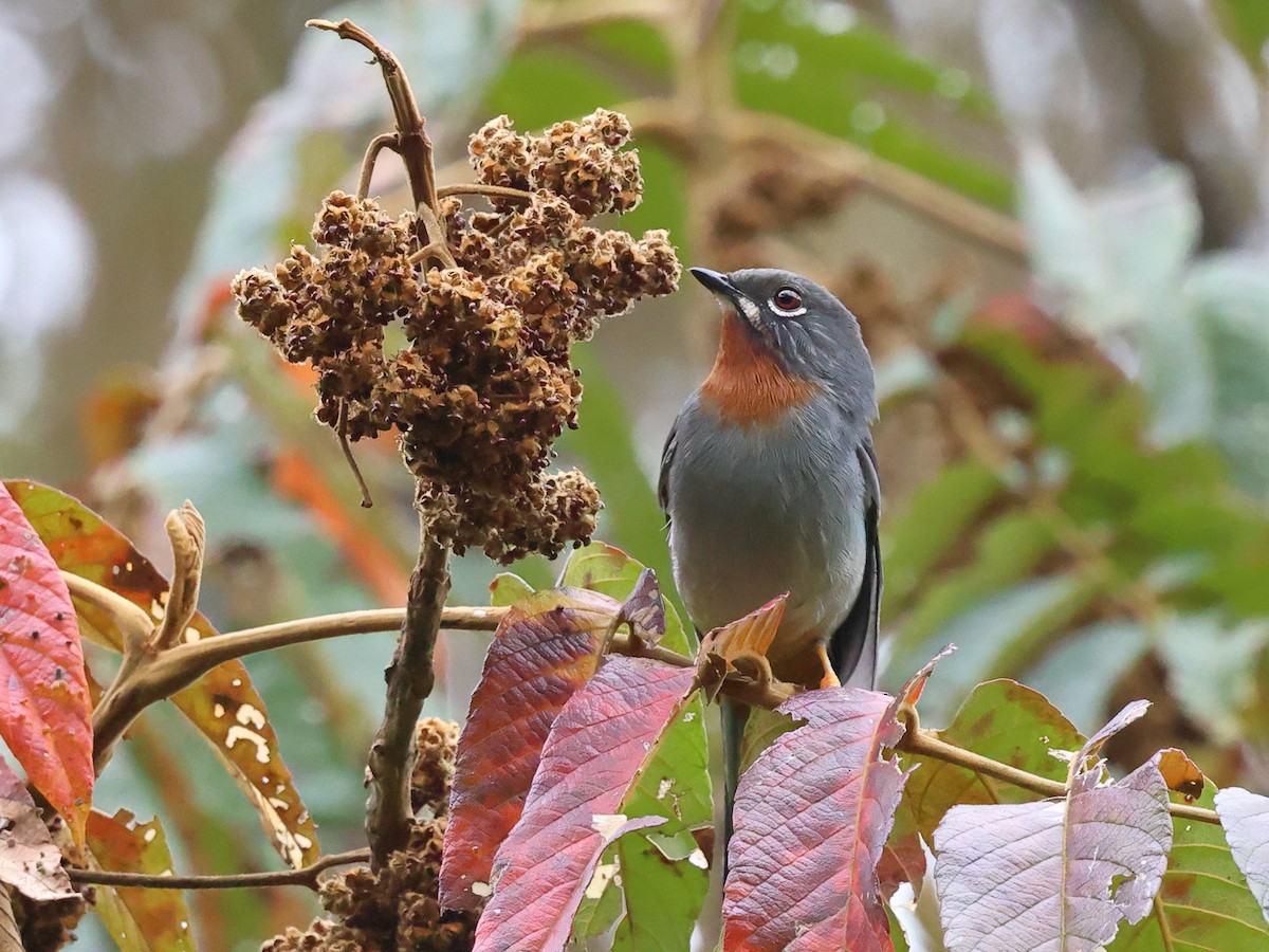 Солітаріо рудогорлий - ML646988570