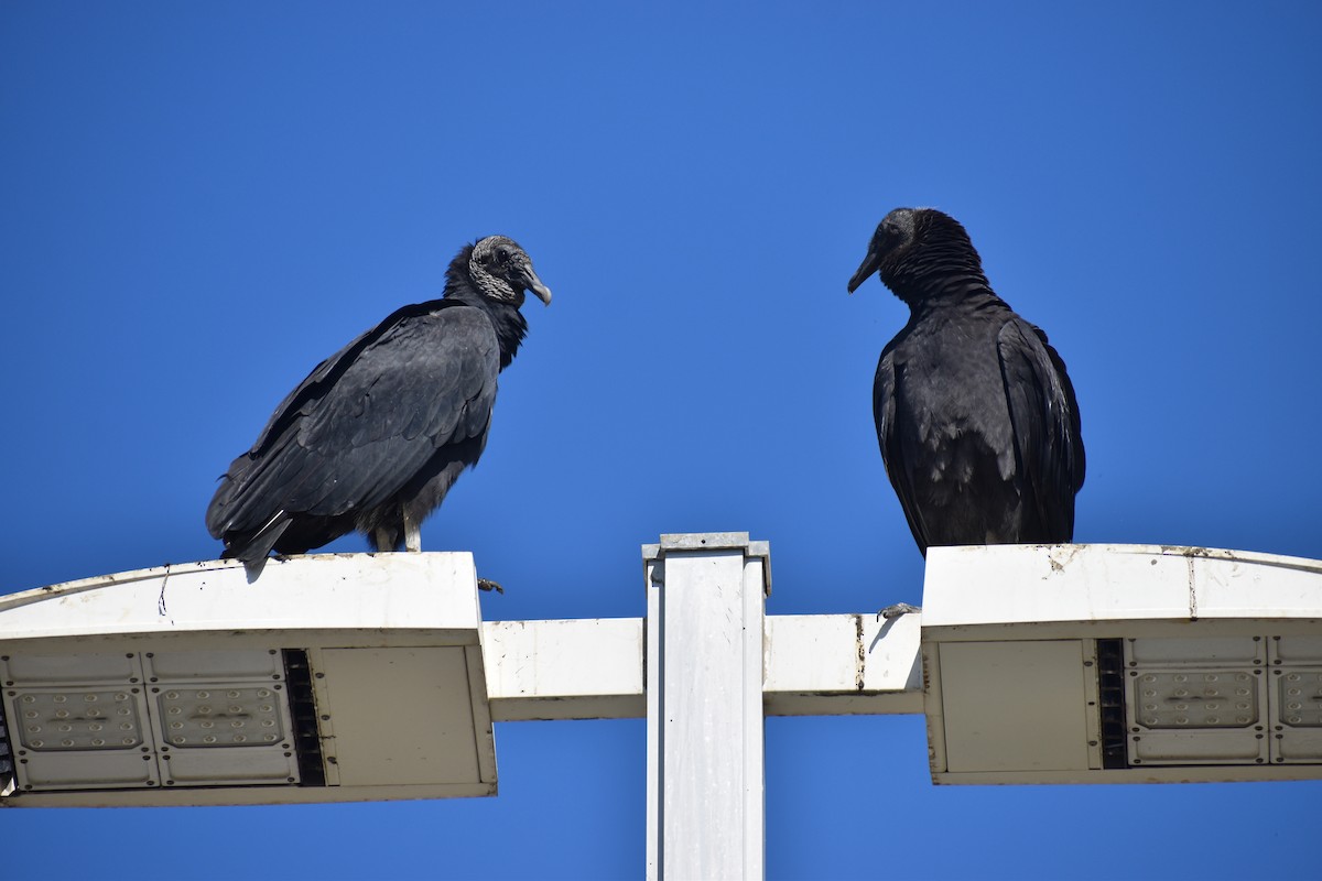 svartkondor - ML646988571