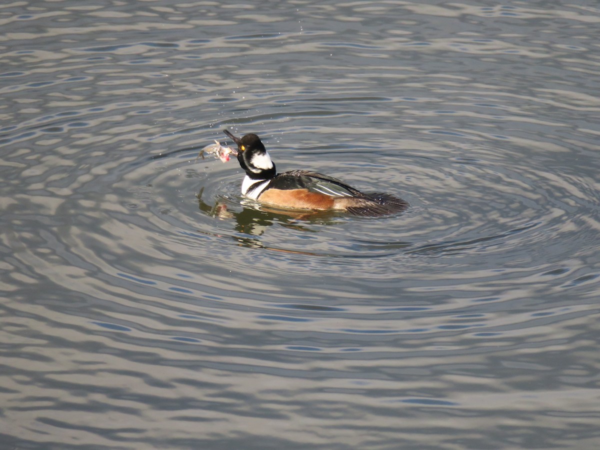Hooded Merganser - ML646988577