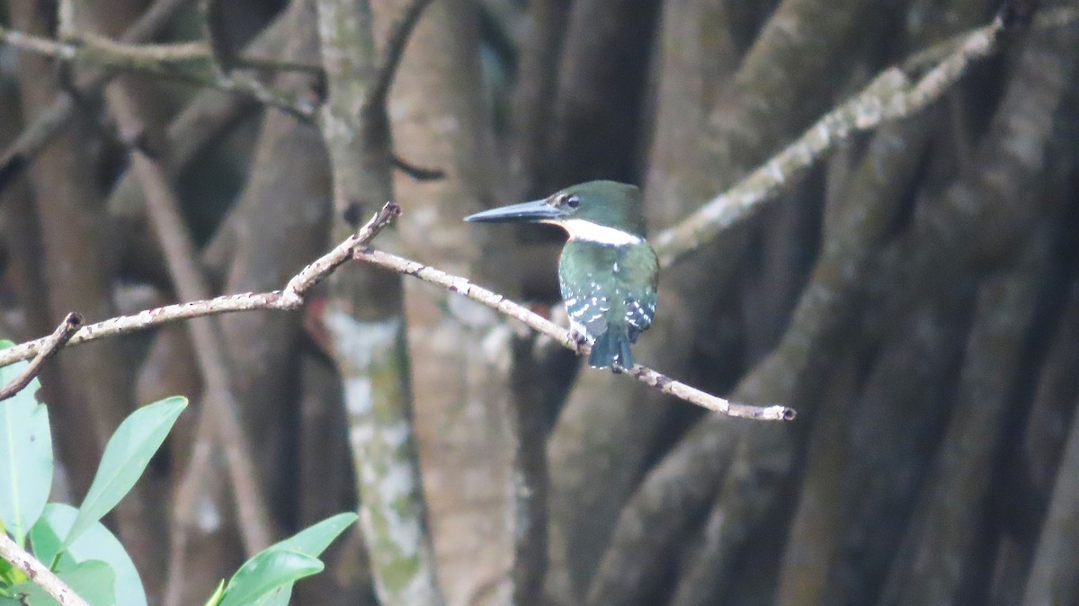 Green Kingfisher - ML646988578