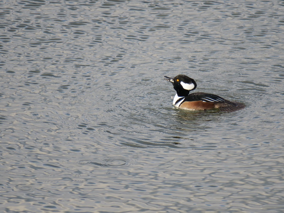Hooded Merganser - ML646988581