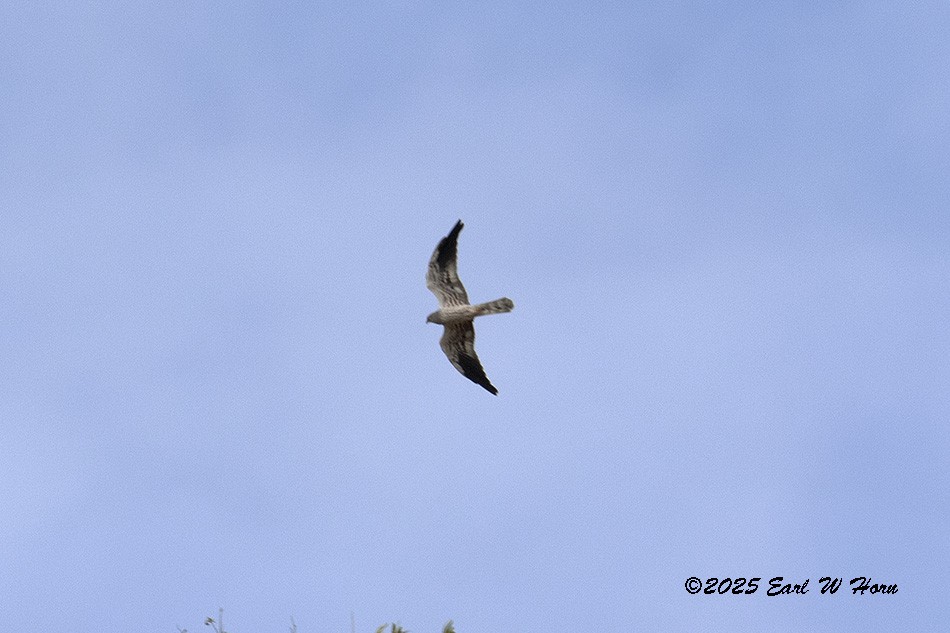 Нугын хулд - ML646988583