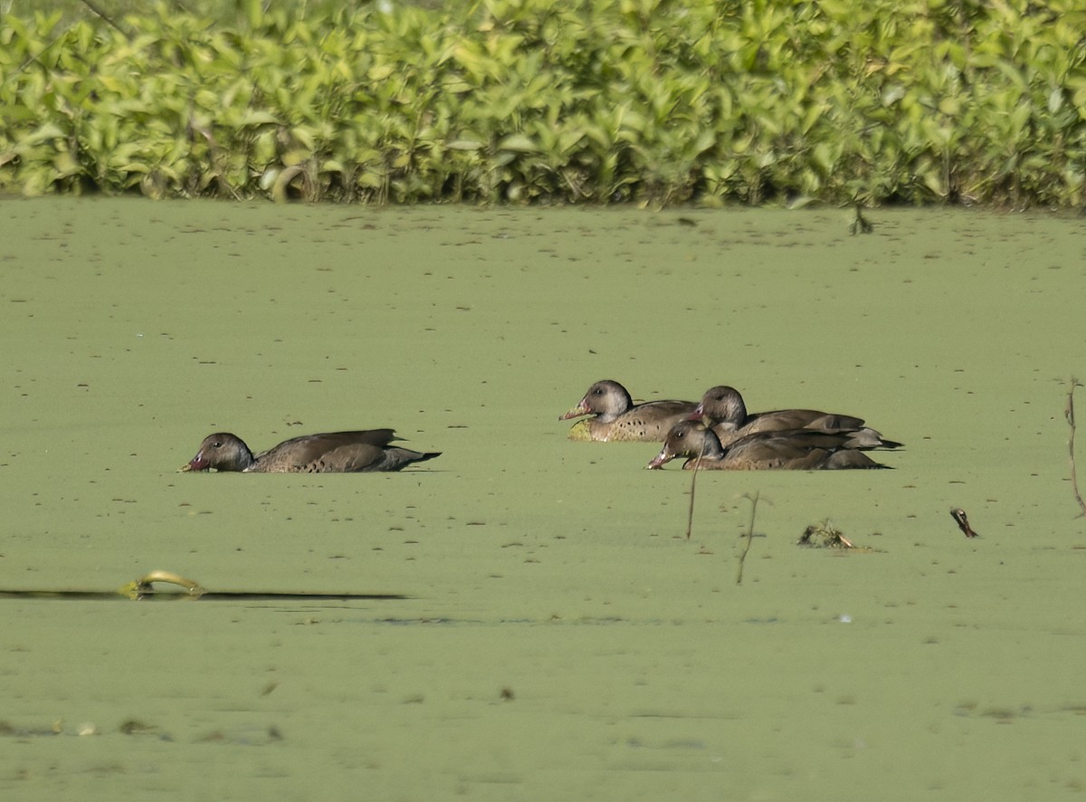 Pato Brasileño - ML646988586