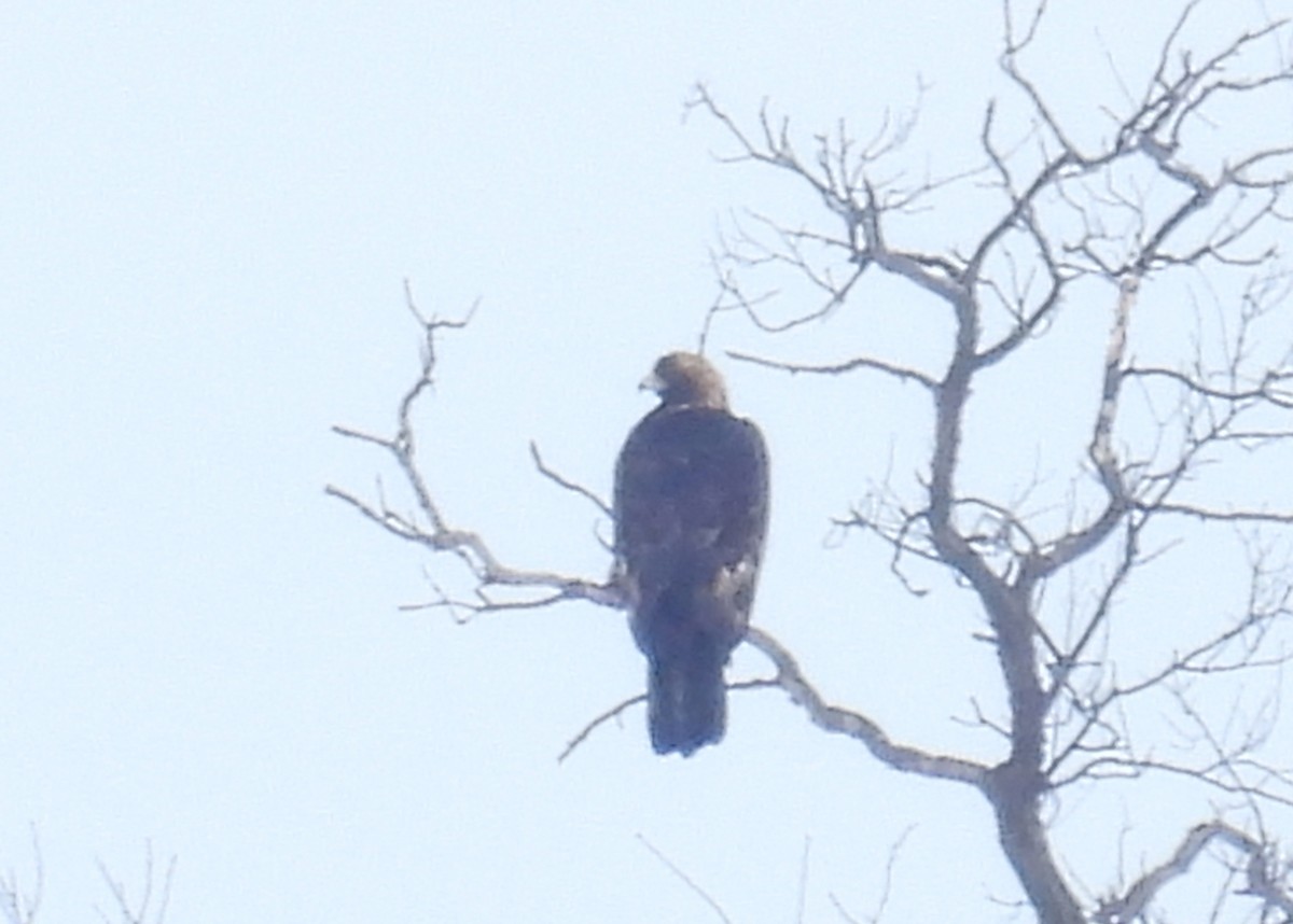 Golden Eagle - ML646988588