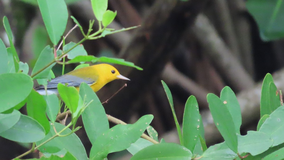 Prothonotary Warbler - ML646988602