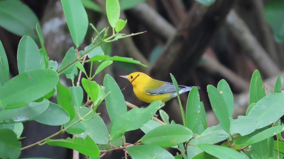 Prothonotary Warbler - ML646988603