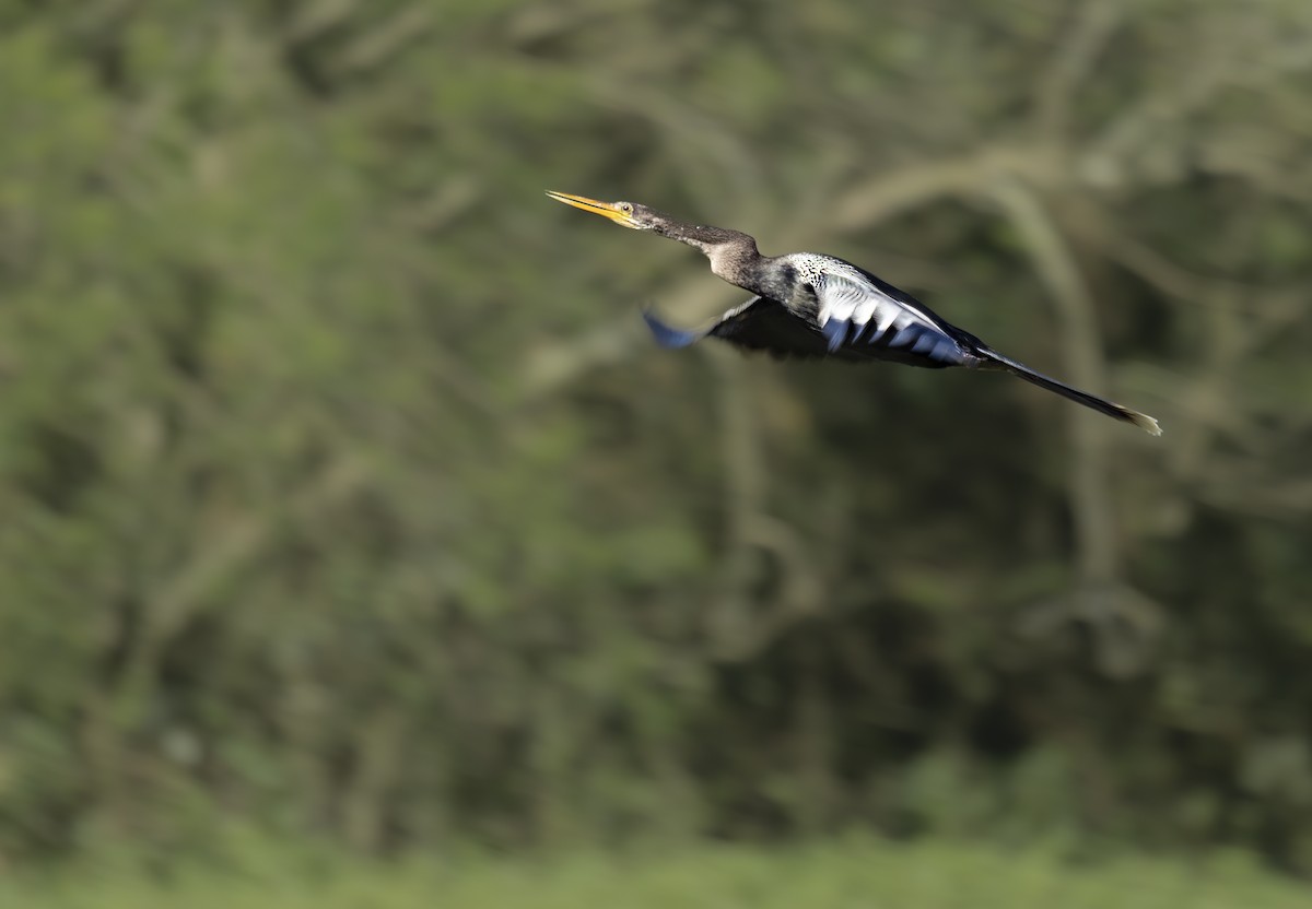 Anhinga Americana - ML646988604