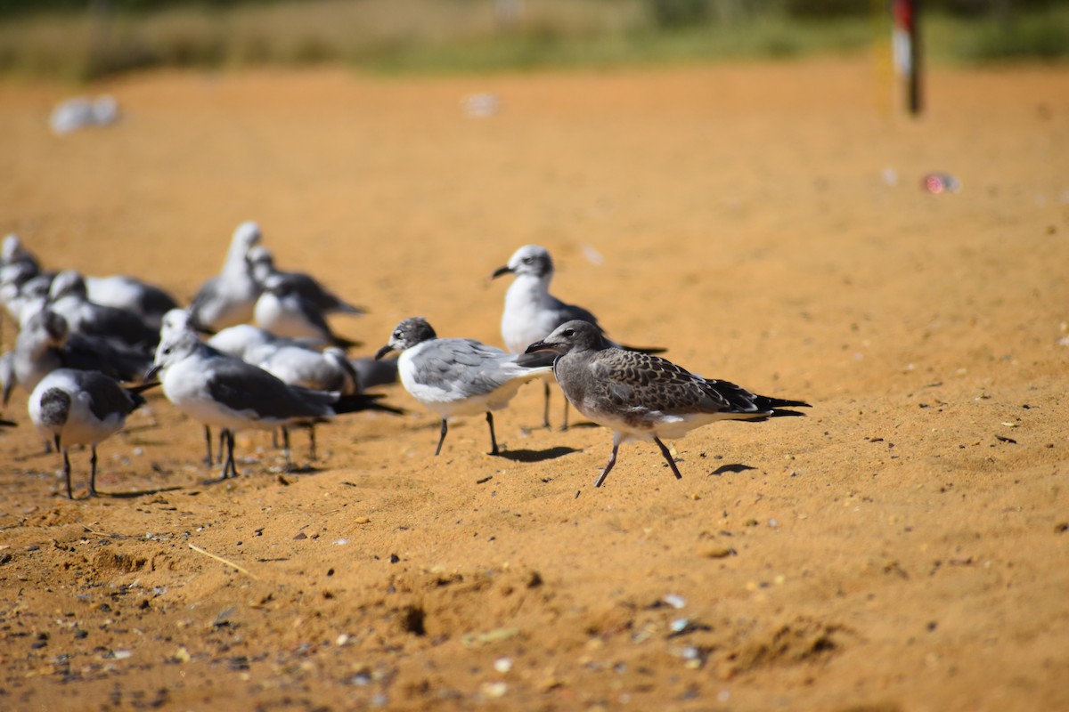 Ацтекская чайка - ML646988605