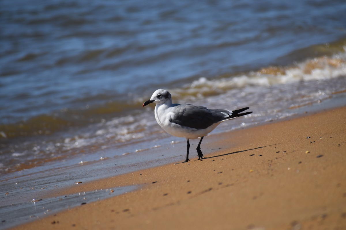 Ацтекская чайка - ML646988610