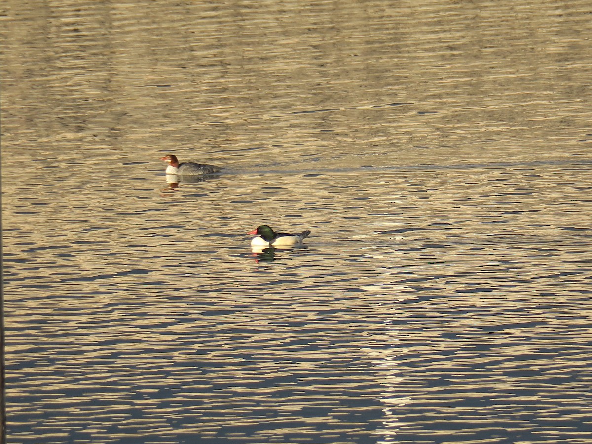 Common Merganser - ML646988611