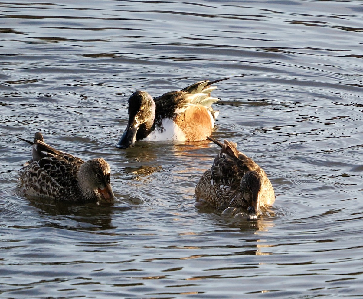 Northern Shoveler - ML646988613