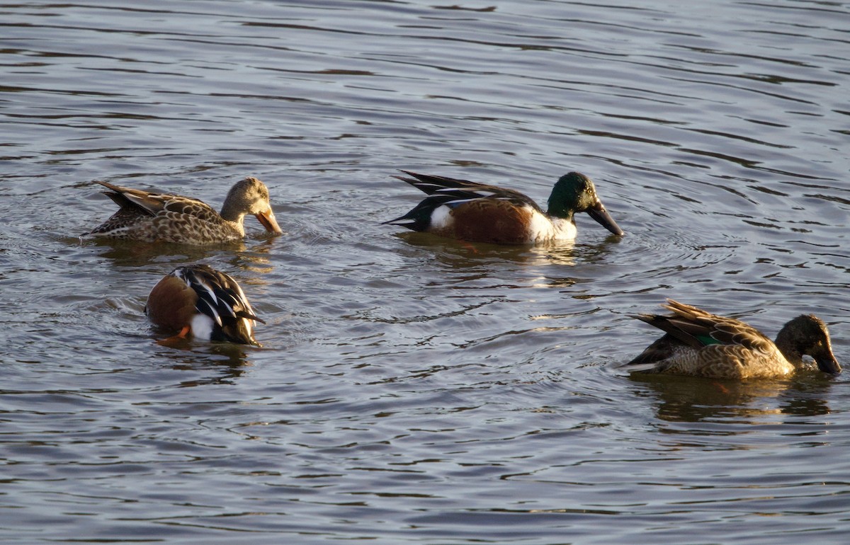 Northern Shoveler - ML646988615