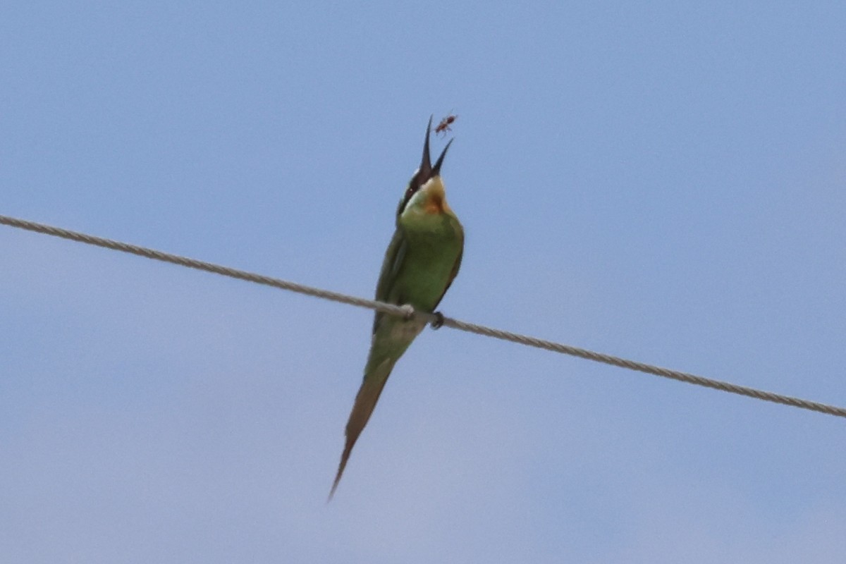 vlha modrolící - ML646988616