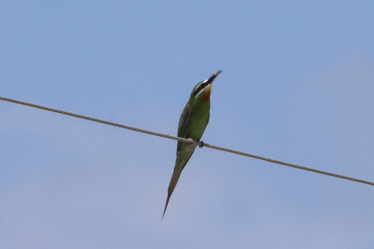 vlha modrolící - ML646988617